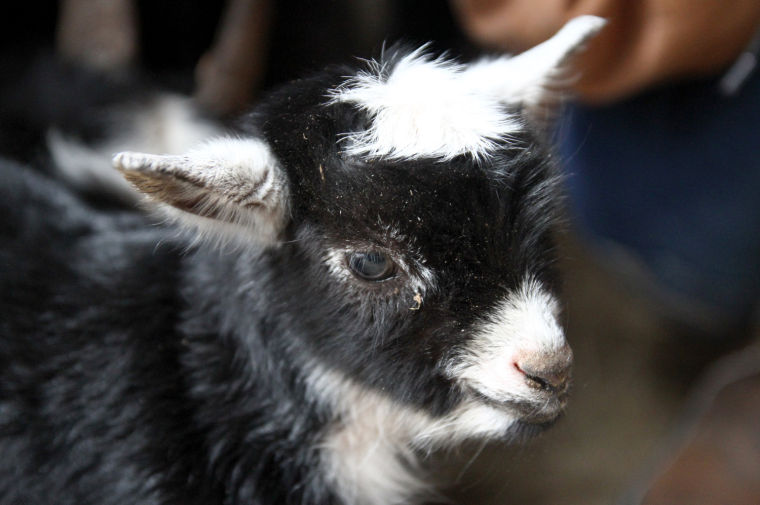 New Baby Goat at BLORA